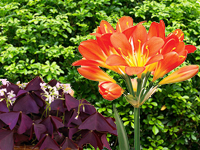 BasketsGalore's Favourite Flower Types