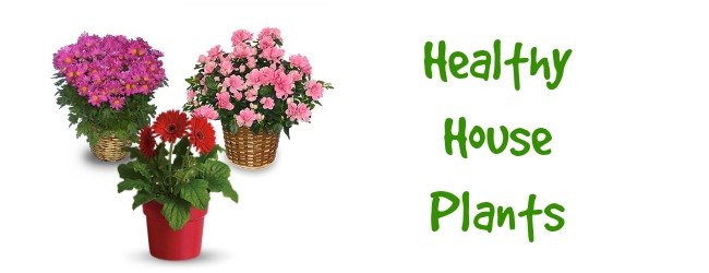 Healthy House Plants: More Than A Pretty Present