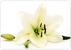 Sympathy Gift Baskets