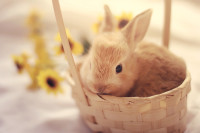 bunny_in_a_basket
