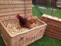 chicken in a basket