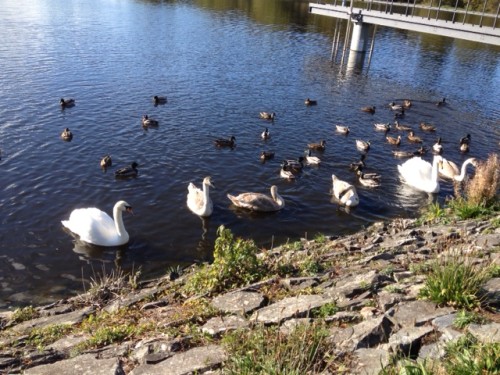 older swans